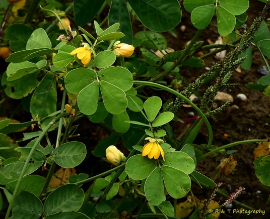 {Senna obtusifolia}